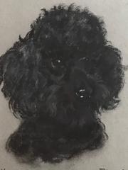 Portrait of a Poodle - Superb 1960's English Dog Pastel