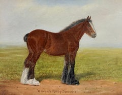 Britisches Porträt eines braunen Shire-Champions in einer Landschaft