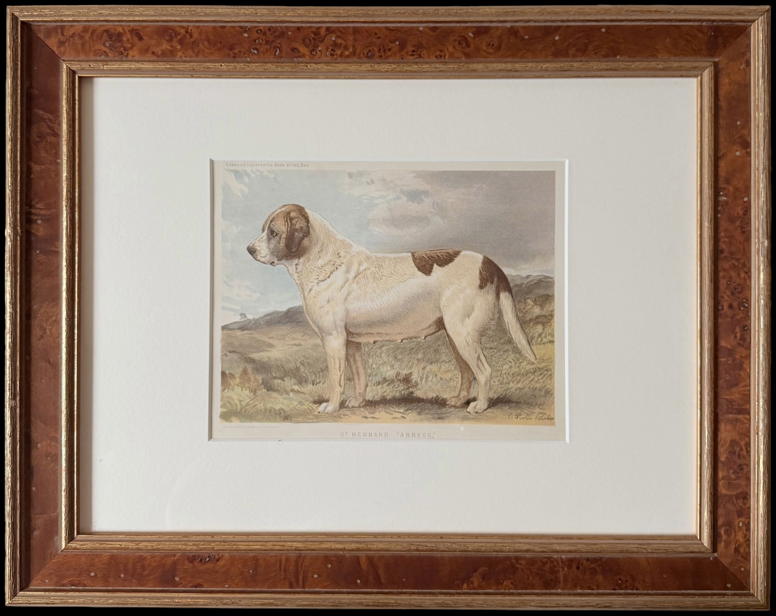 St. Bernard 'Abbess' 19th Century Original Dog Chromolithograph Picture