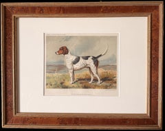 Foxhound 'Archer' 19th Century Chromolithograph from Cassell's Illustrated Book