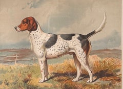 Foxhound 'Archer' 19th Century Chromolithograph from Cassell's Illustrated Book