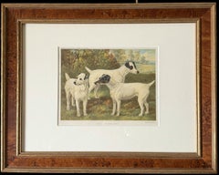 Fox terrier: cromolitografia del XIX secolo tratta dal “Cassell’s Illustrated Book”
