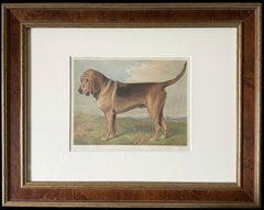 Bloodhound 19th Century Chromolithograph from Cassell's Illustrated Book
