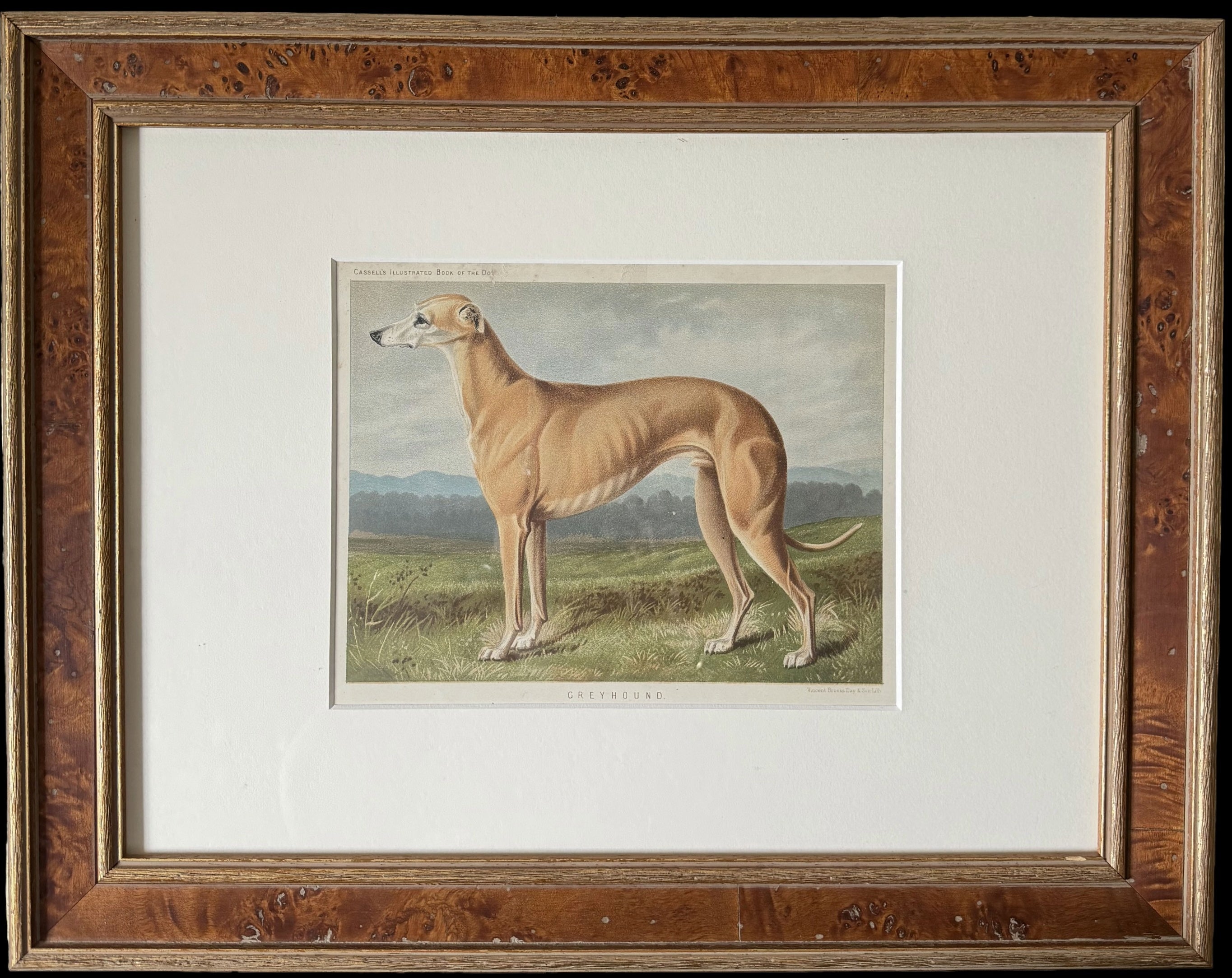Greyhound 19th Century Chromolithograph from Cassell's Illustrated Book