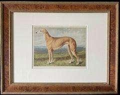 Greyhound 19th Century Chromolithograph from Cassell's Illustrated Book