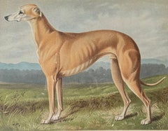 Greyhound 19th Century Chromolithograph from Cassell's Illustrated Book