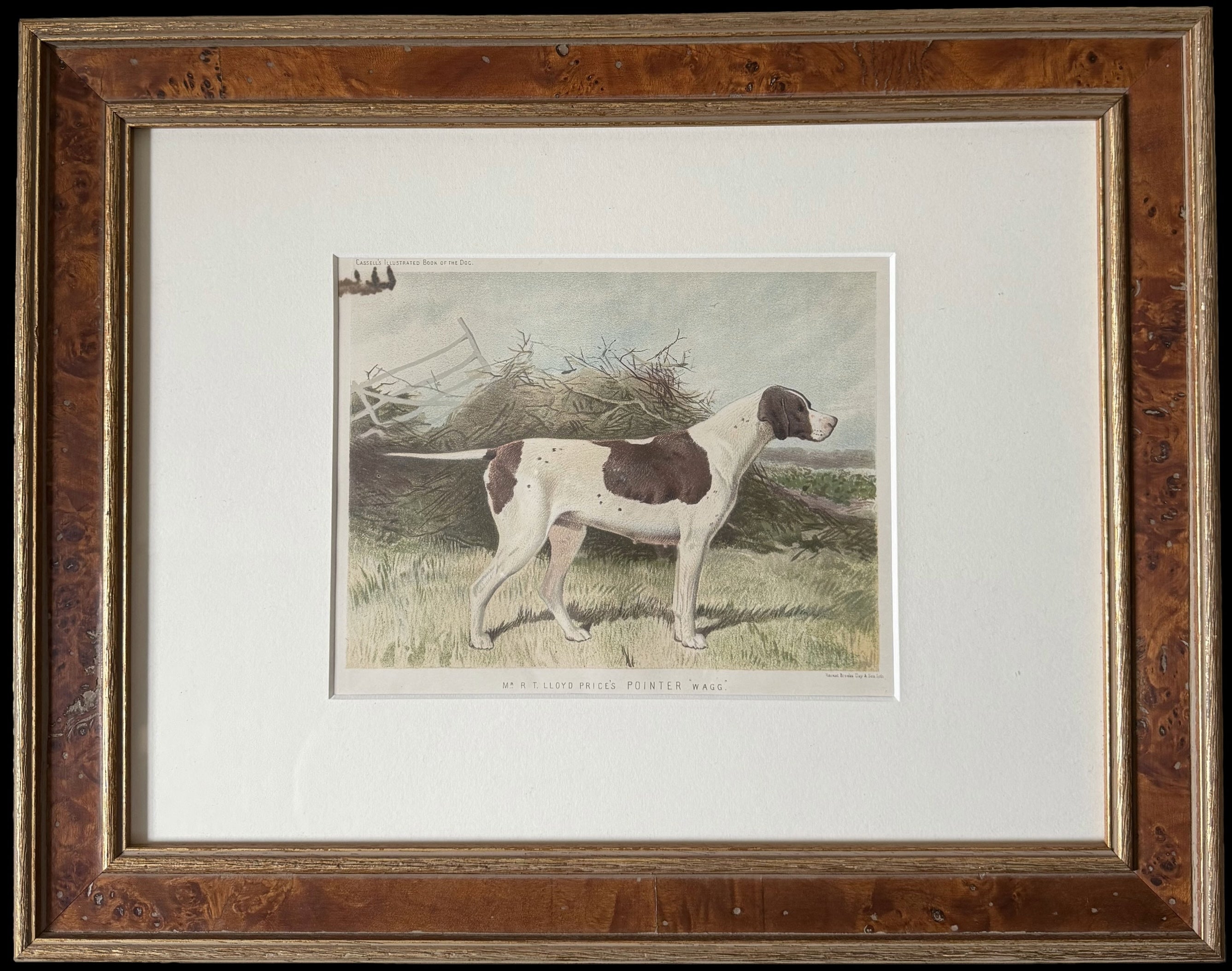 Pointer 19th Century Chromolithograph from Cassell's Illustrated Book of the Dog