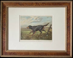 Gordon Setter 19th Century Chromolithograph from Cassell's Illustrated Book
