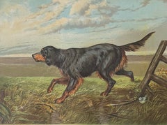 Gordon Setter 19th Century Chromolithograph from Cassell's Illustrated Book