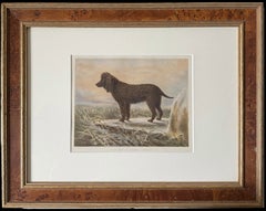 Irish Water Spaniel 19th Century Chromolithograph from Cassell's Book Of Dogs