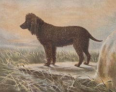 Irish Water Spaniel: cromolitografia del XIX secolo tratta dal *Book of Dogs* di Cassell