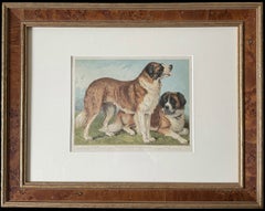 Rough Coated St. Bernards 19th Century Chromolithograph from Cassell's Book
