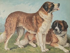 Rough Coated St. Bernards 19th Century Chromolithograph from Cassell's Book