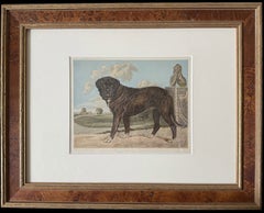 Mastiff 19th Century Chromolithograph from Cassell's Illustrated Book of the Dog