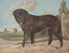 Mastiff 19th Century Chromolithograph from Cassell's Illustrated Book of the Dog