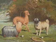 Yorkshire Terrier, Italian Greyhound & Pug 19th Century Dog Chromolithograph