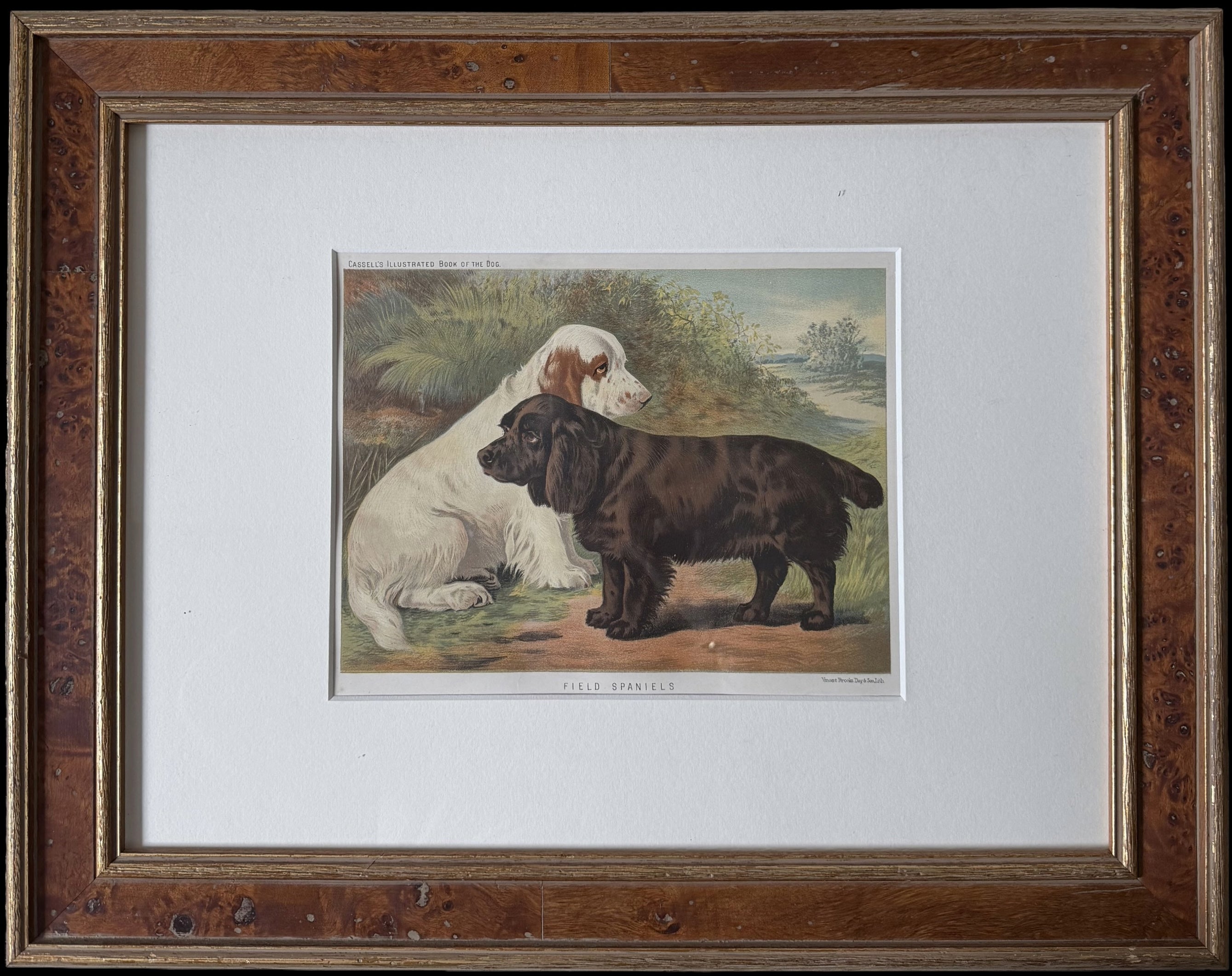 Field Spaniels 19th Century Chromolithograph from Cassell's Illustrated Book of