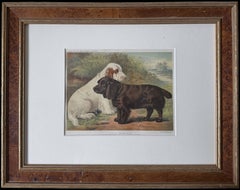 Field Spaniels 19th Century Chromolithograph from Cassell's Illustrated Book of