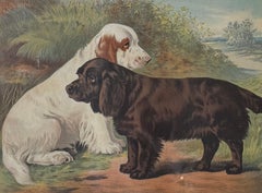 Field Spaniels 19th Century Chromolithograph from Cassell's Illustrated Book of