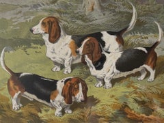 Basset Hounds 19th Century Chromolithograph from Cassell's Illustrated Book