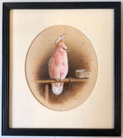 Signiertes Aquarell: Viktorianischer rosa Kakadu auf einer Stange mit Futterschale