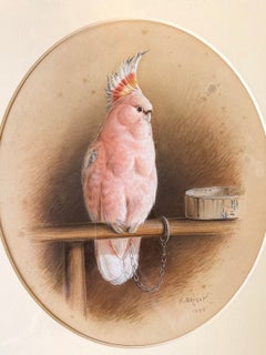 Signiertes Aquarell: Viktorianischer rosa Kakadu auf einer Stange mit Futterschale