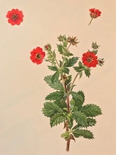 Watercolor Still-life Paintings