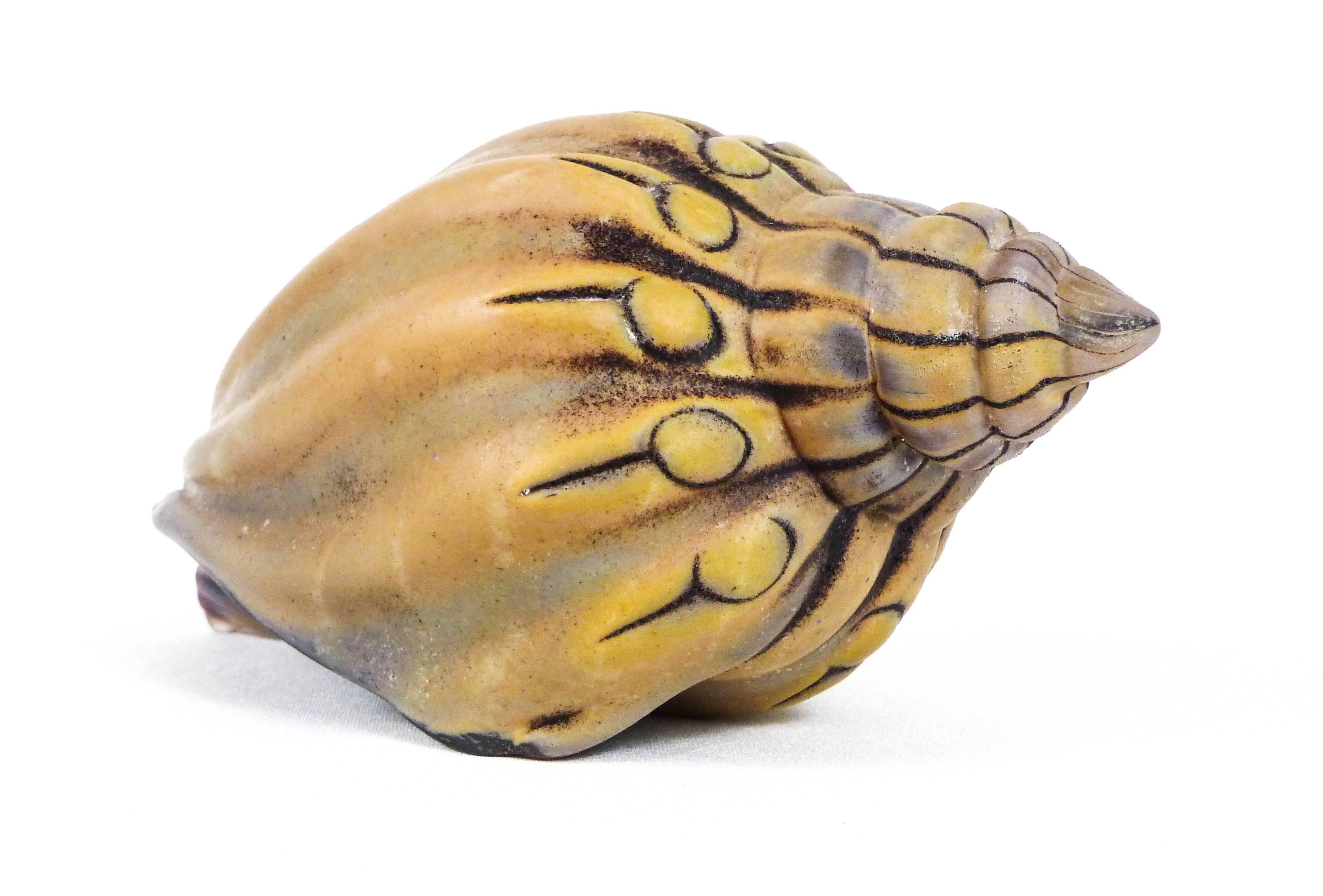 Sea Shell Artifact - Beige Figurative Sculpture by William Morris