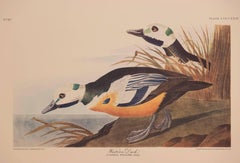 Western Duck
