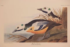 Western Duck 