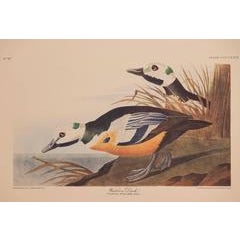 Western Duck 6