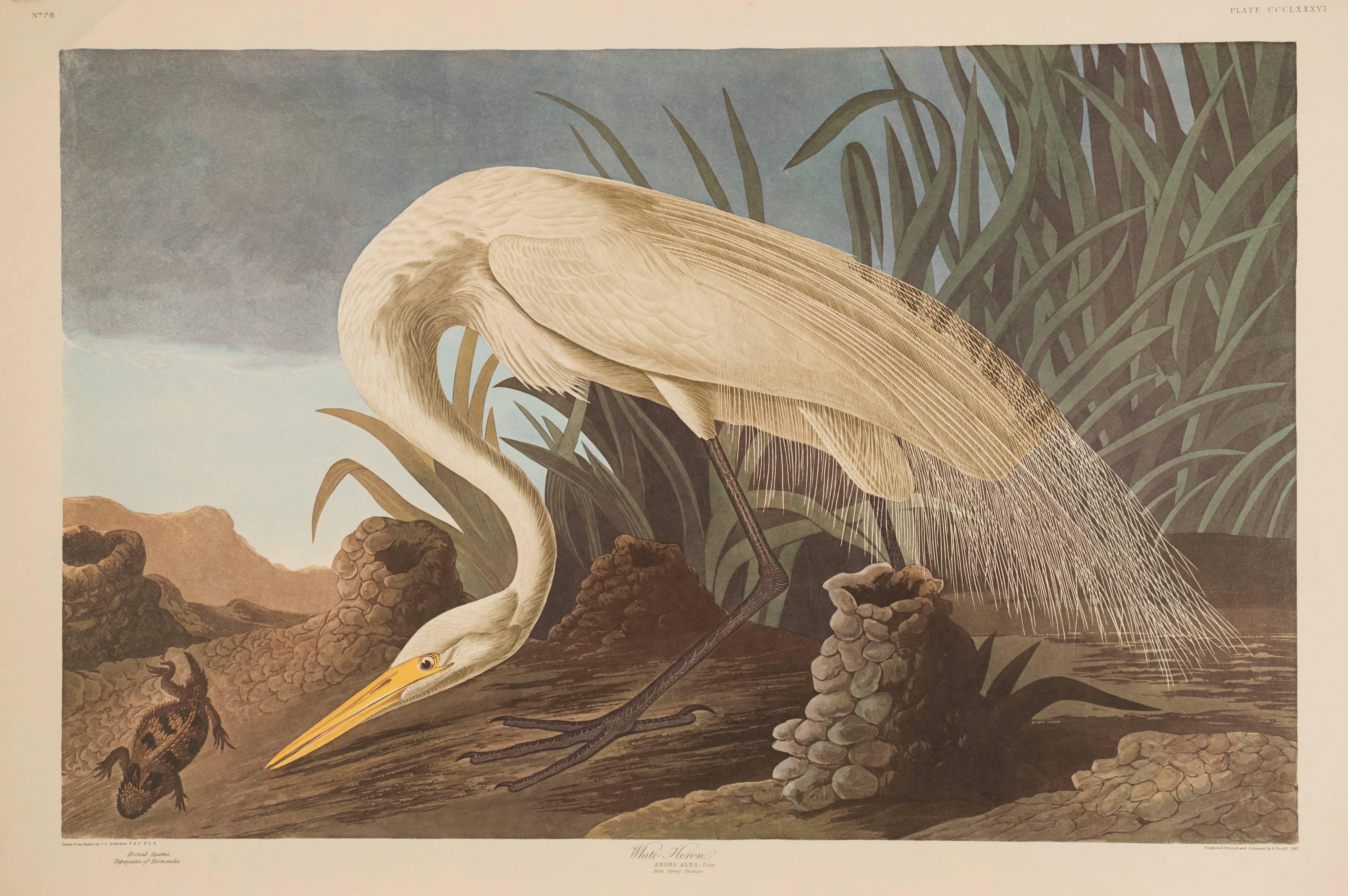 John James Audubon Animal Print - White Heron