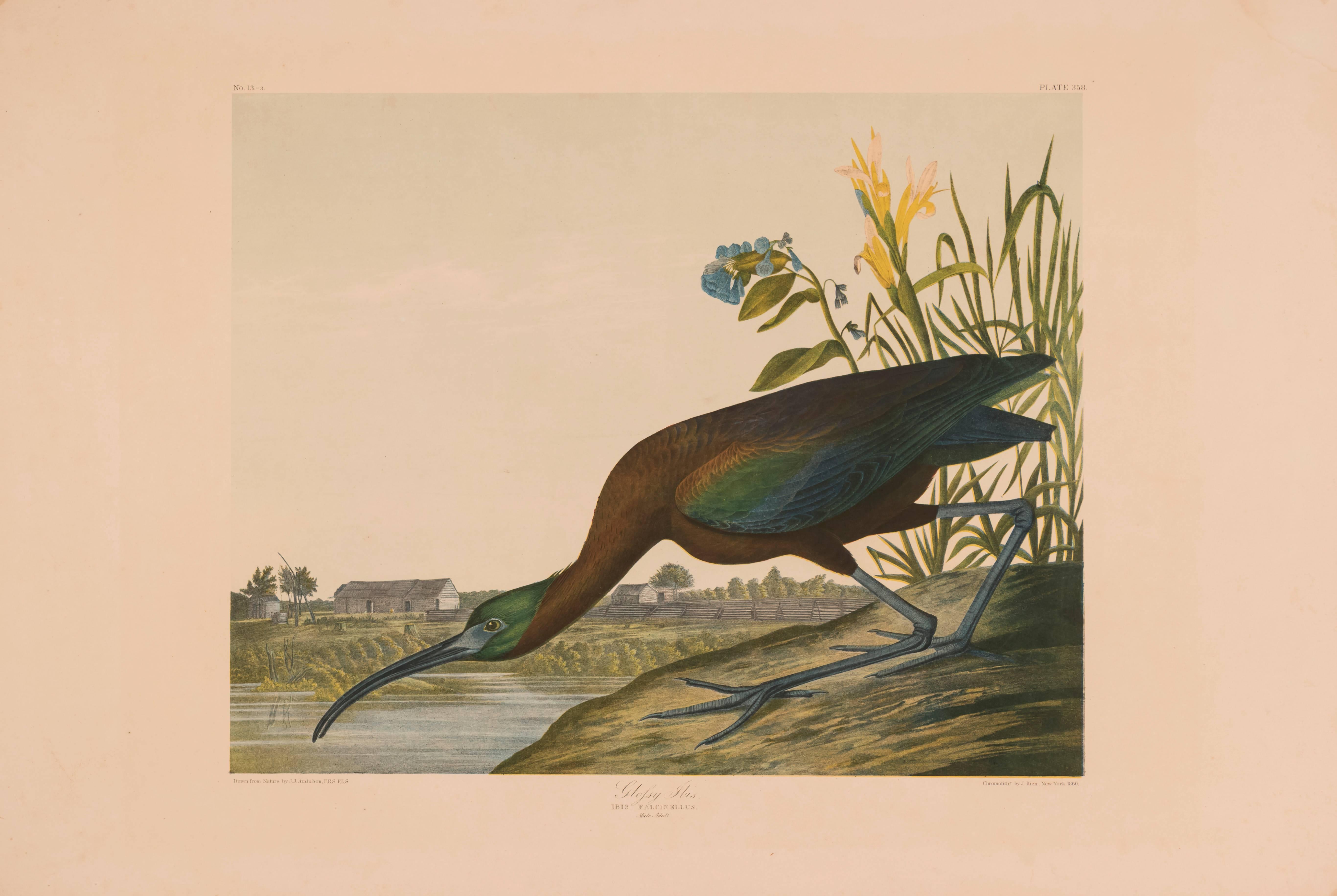 John James Audubon Animal Print - Glossy Ibis, Bien Edition 