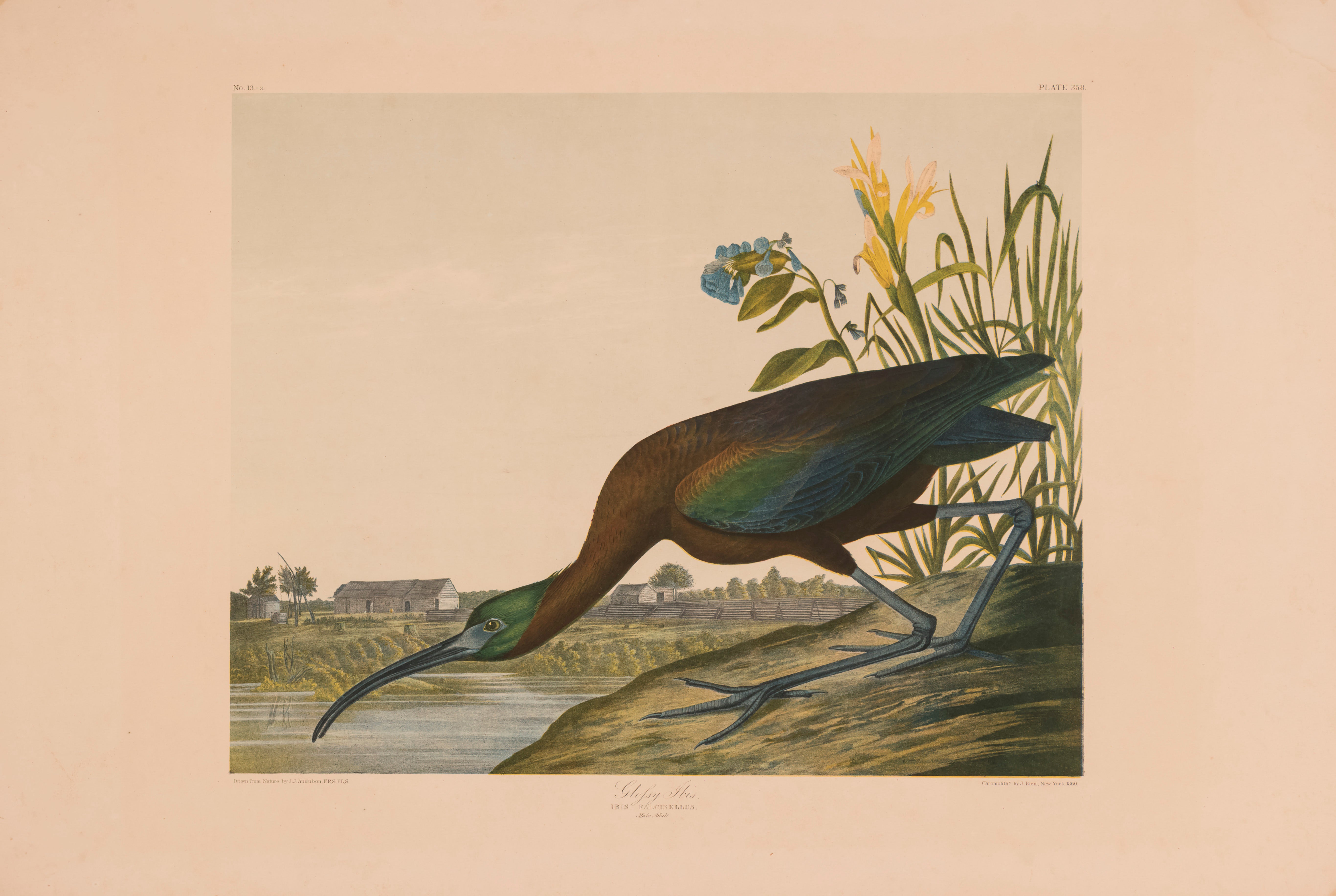 John James Audubon Longtailed Duck For Sale at 1stDibs