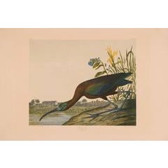 Glossy Ibis, Bien Edition 5
