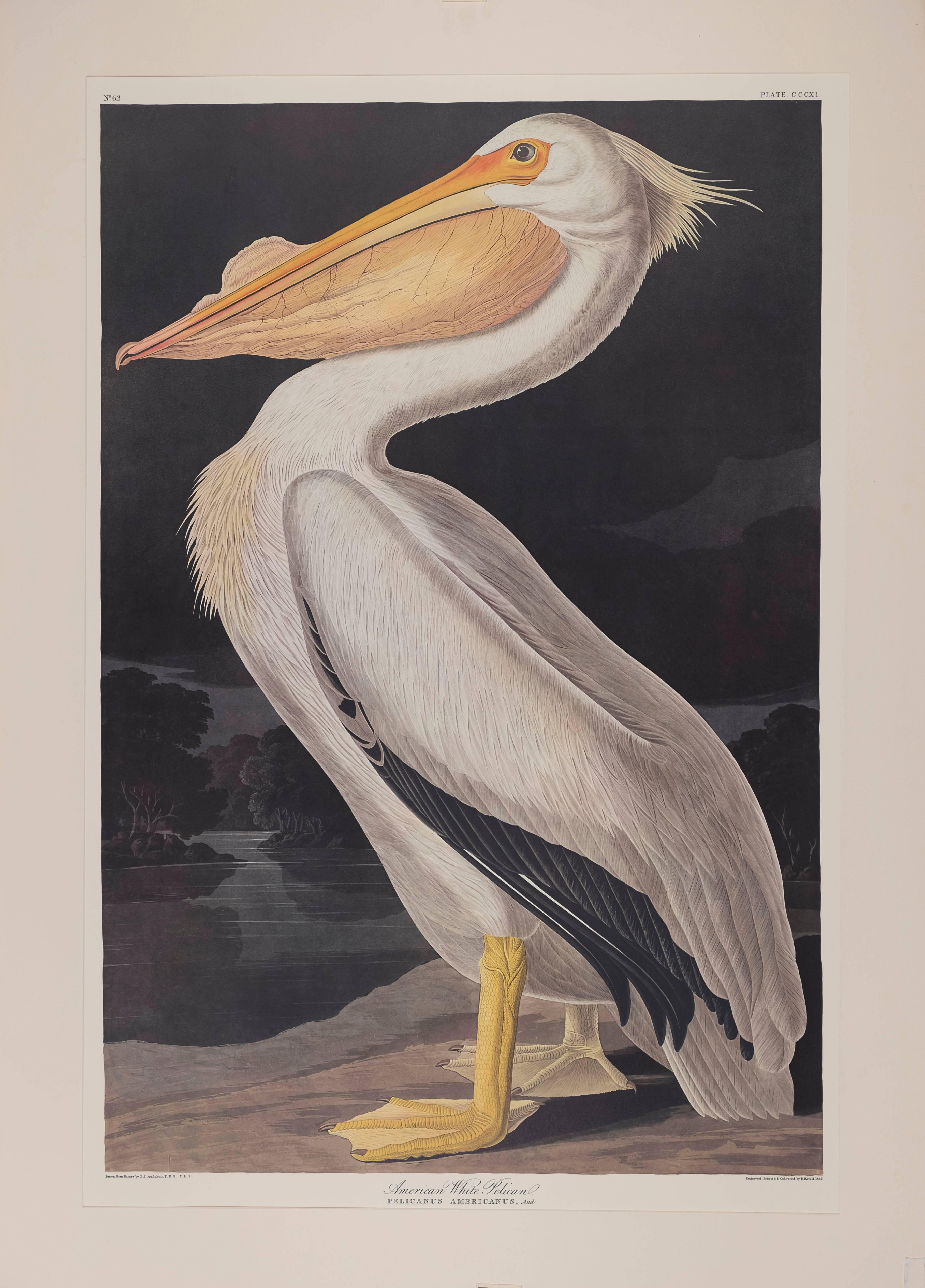 John James Audubon Animal Print - American White Pelican 