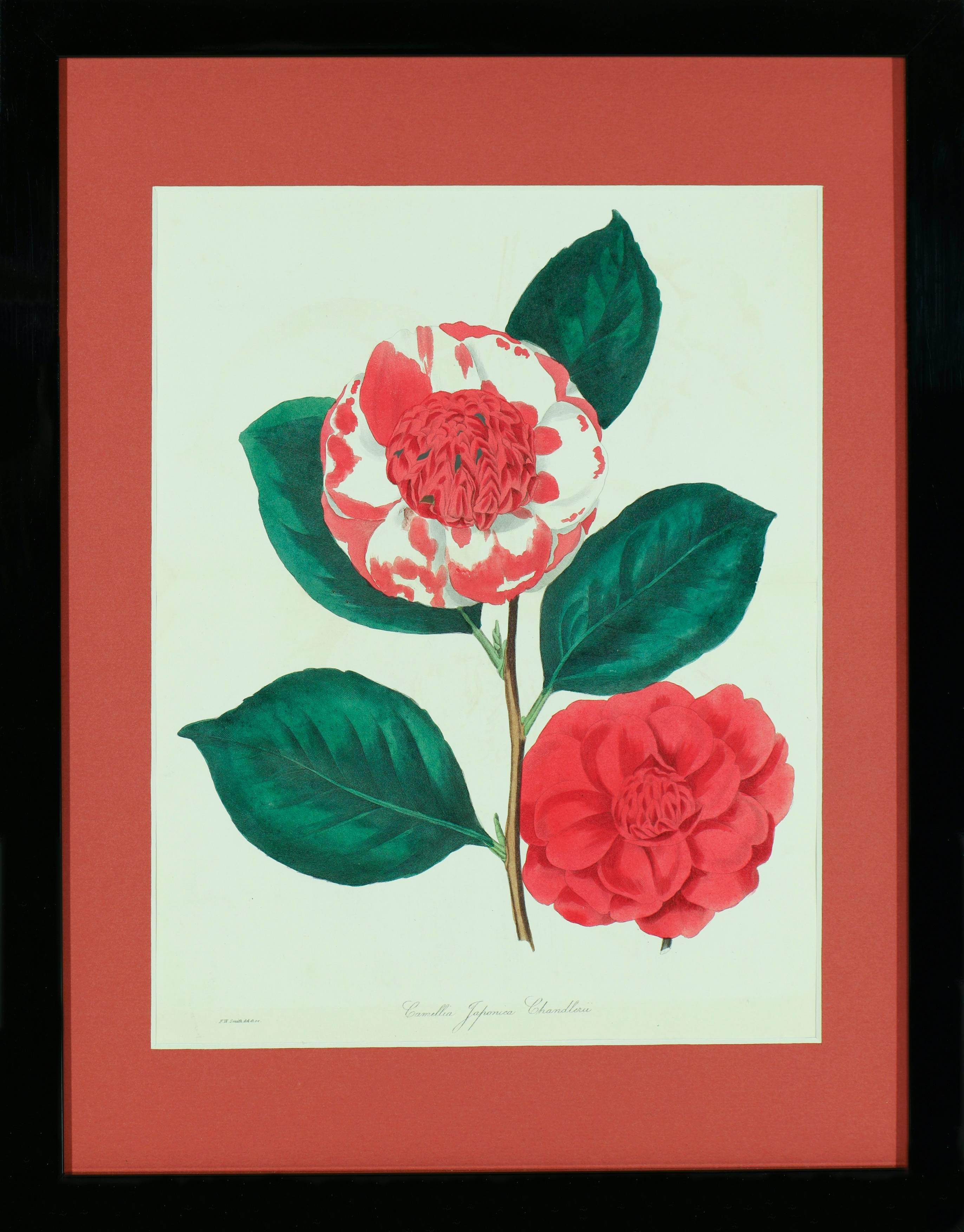 Pair of Framed Red Paxton Blooms - Print by Unknown