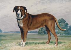 Hunting Dog, St. Bernard