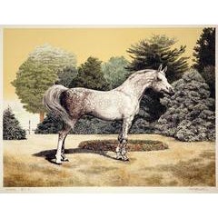 Portrait of an Arabian Horse 12