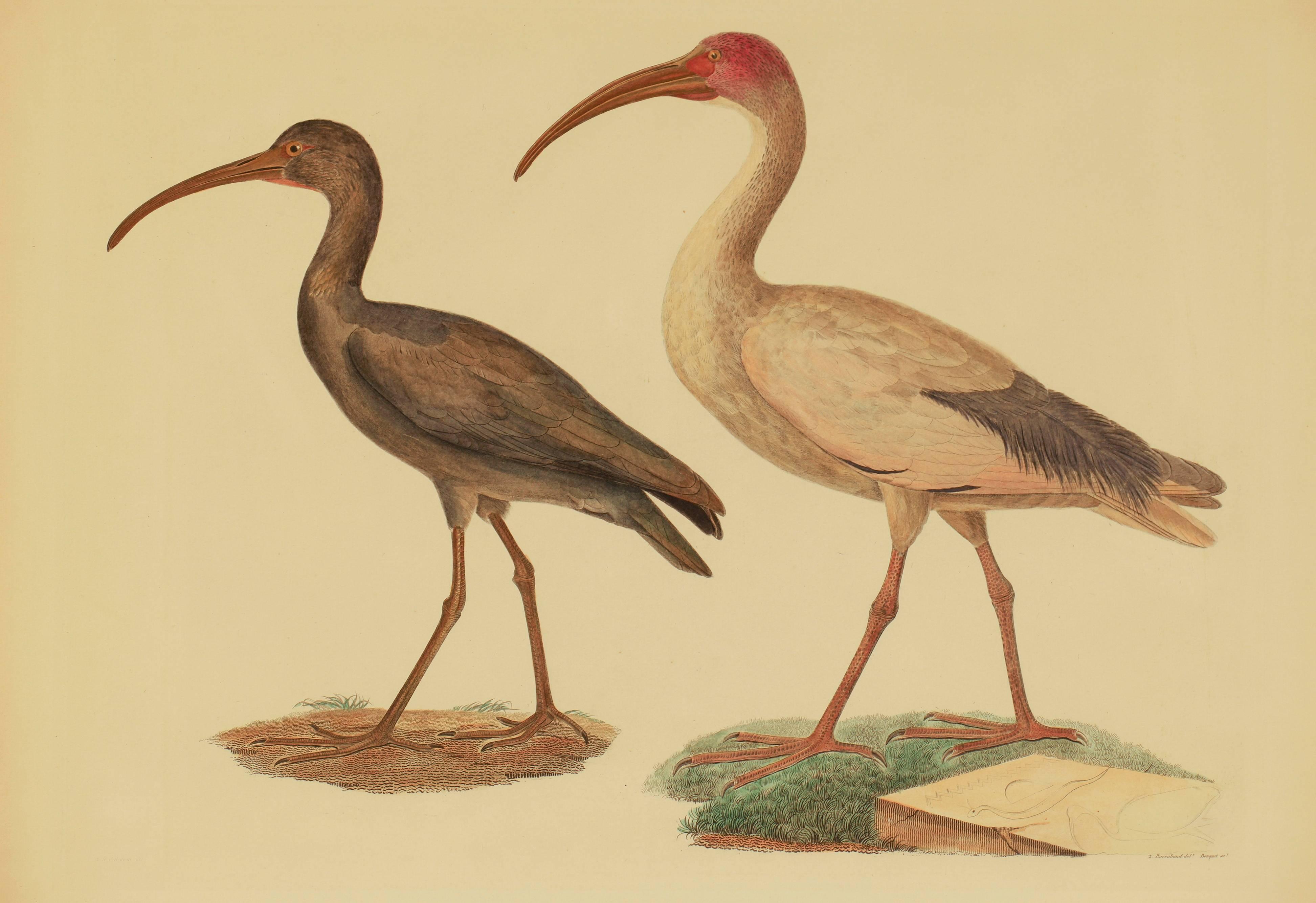 Black Ibis and Sacred Ibis from 