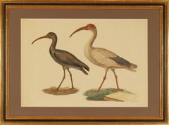 Black Ibis and Sacred Ibis from "Description de l’Égypte..." 