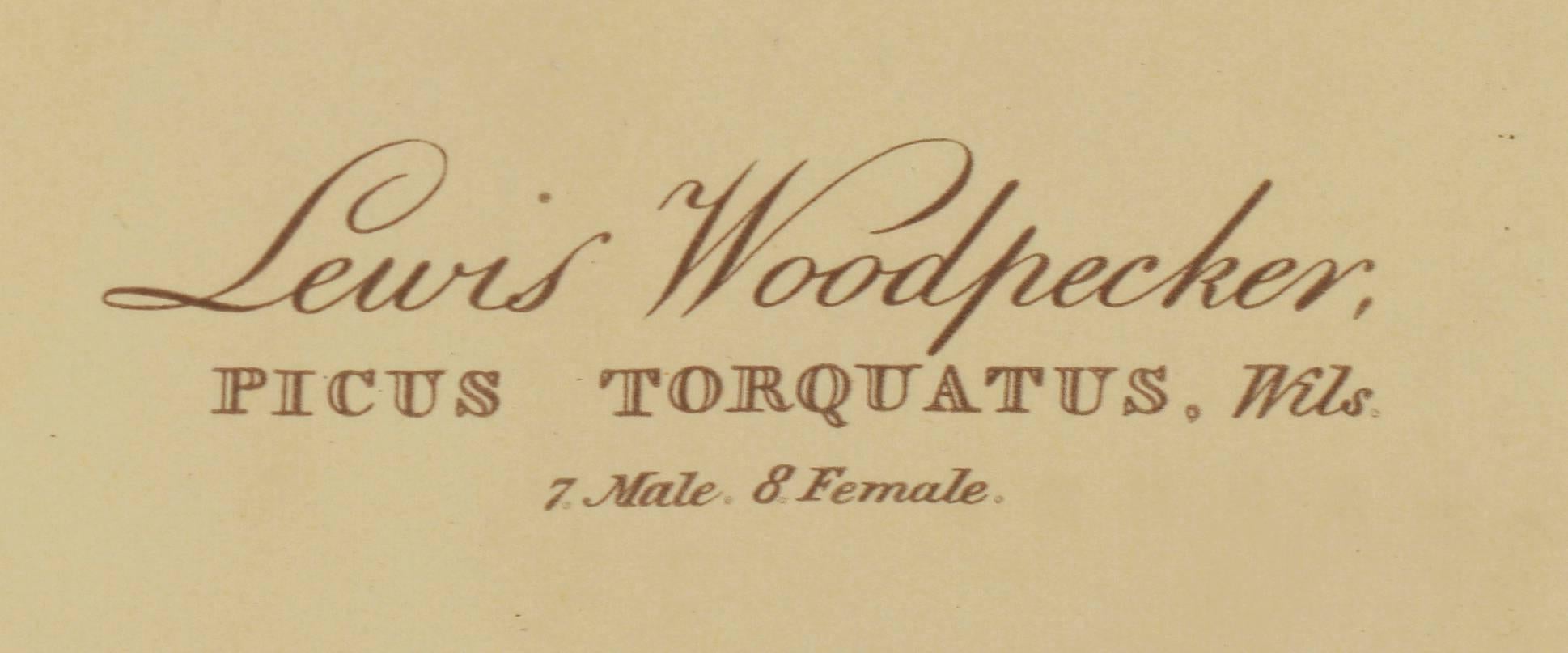 Ten Woodpeckers (plate CCCCXVI) by J. J. Audubon. Engraved by Robert Havell, from the famous Abbeville Press Reproduction Series published in 1985. Printed in Japan to commemorate the 200th birthday of John James Audubon. Depicts male and female