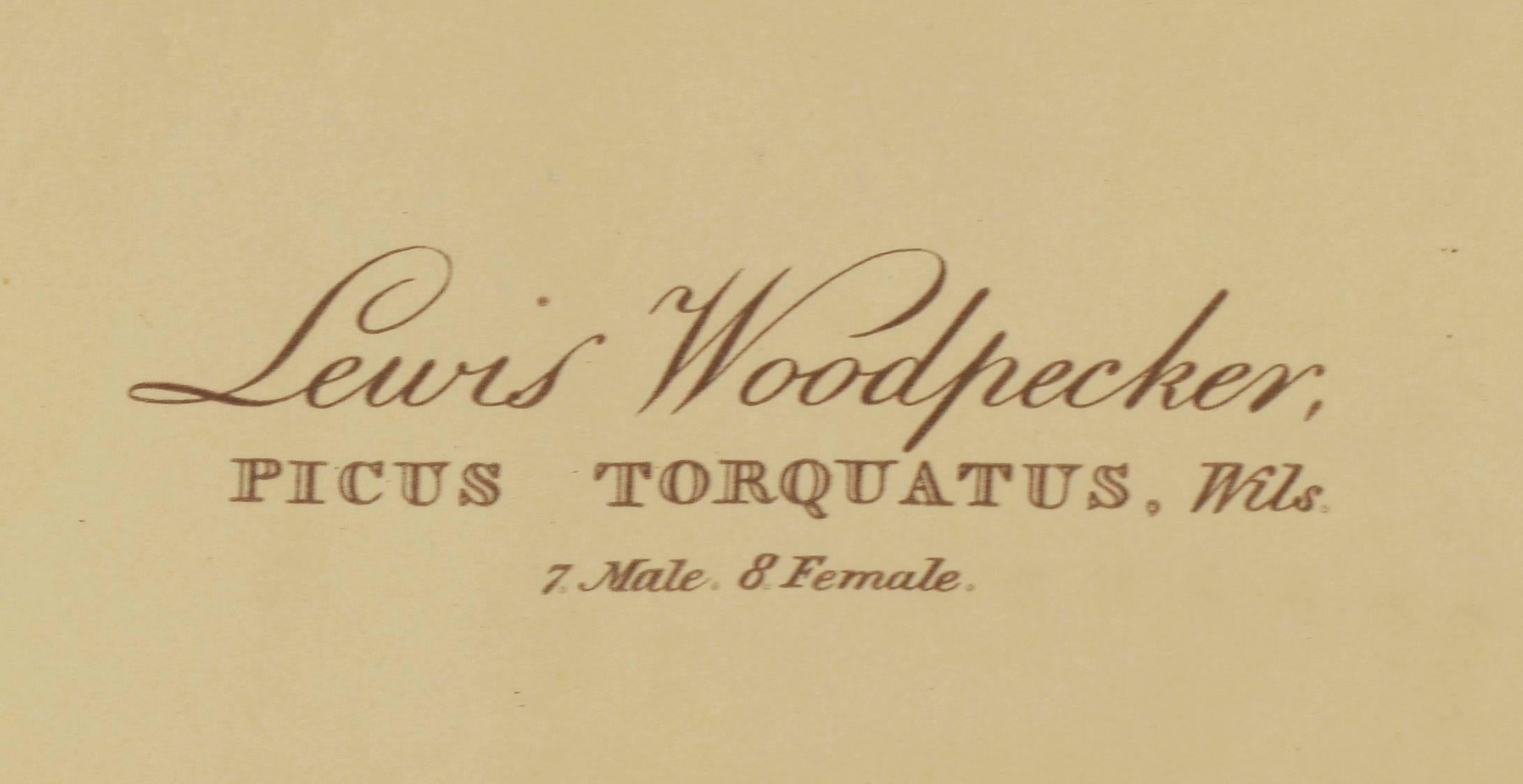 Ten Woodpeckers For Sale 1