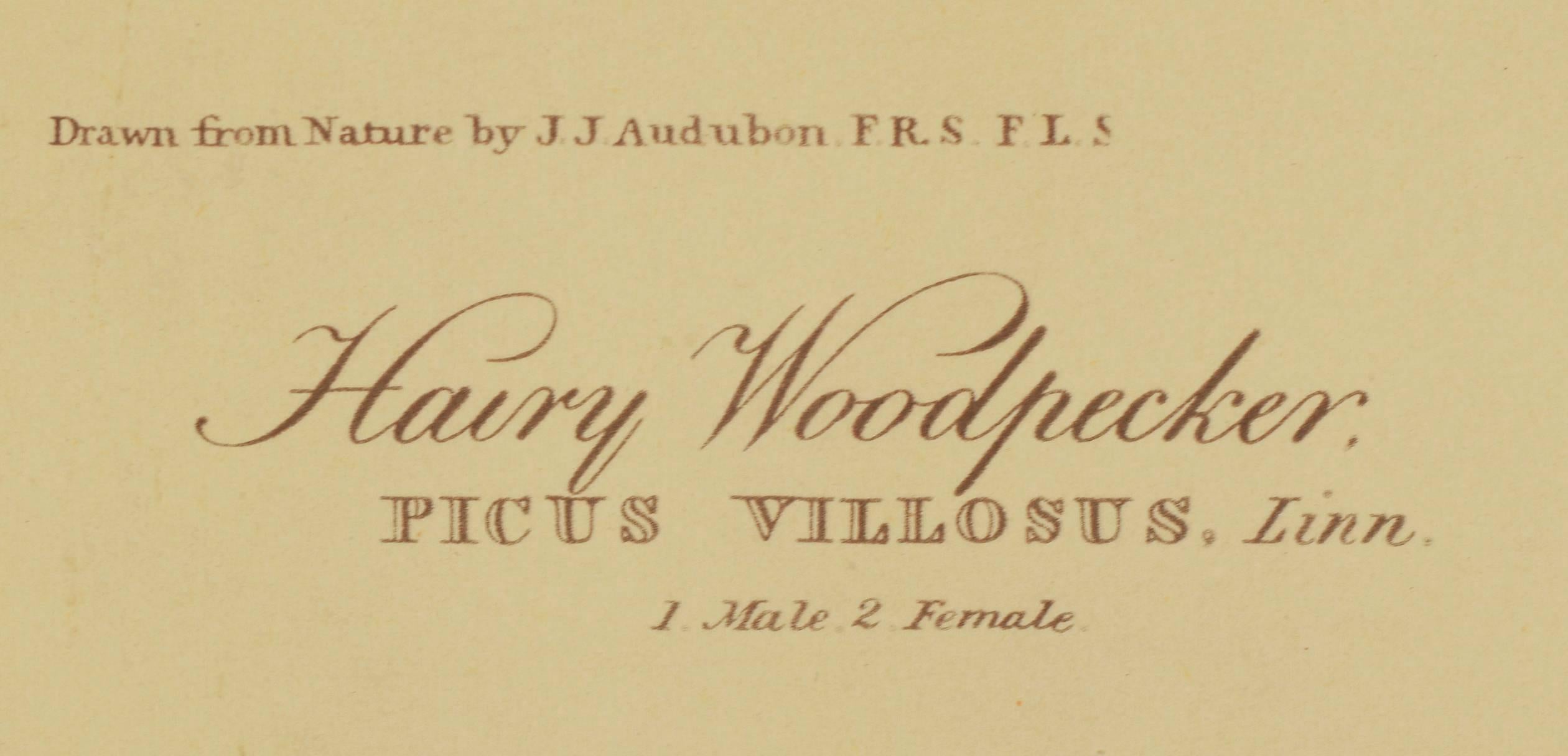 Ten Woodpeckers For Sale 3