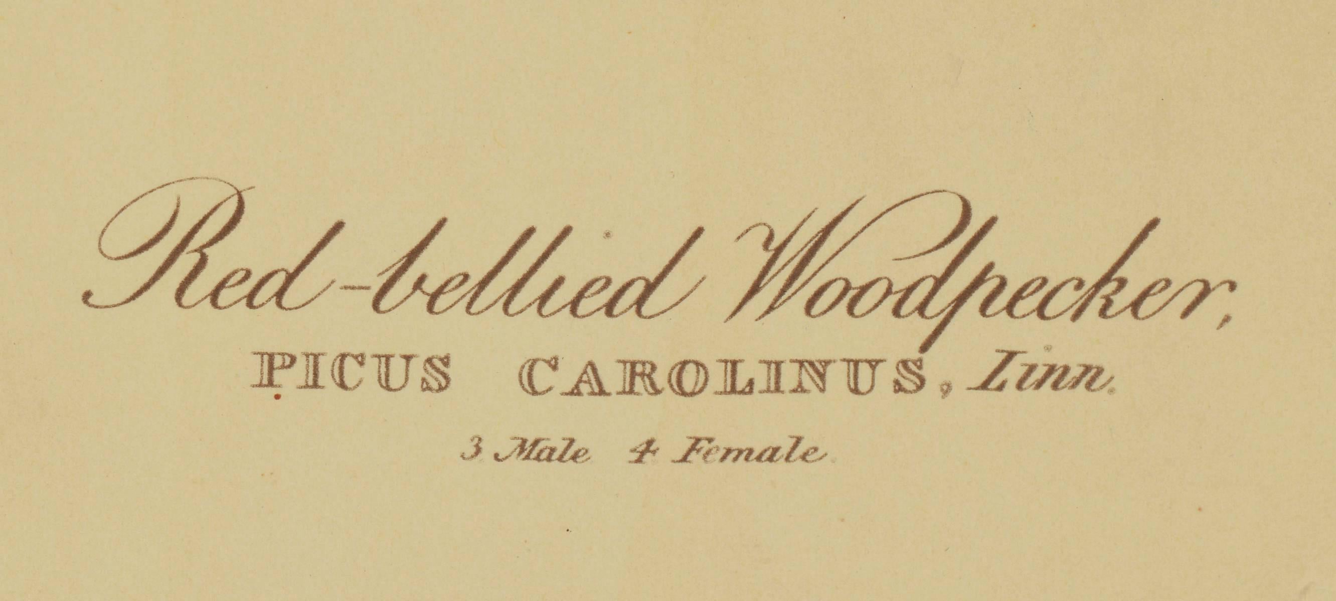 Ten Woodpeckers For Sale 4