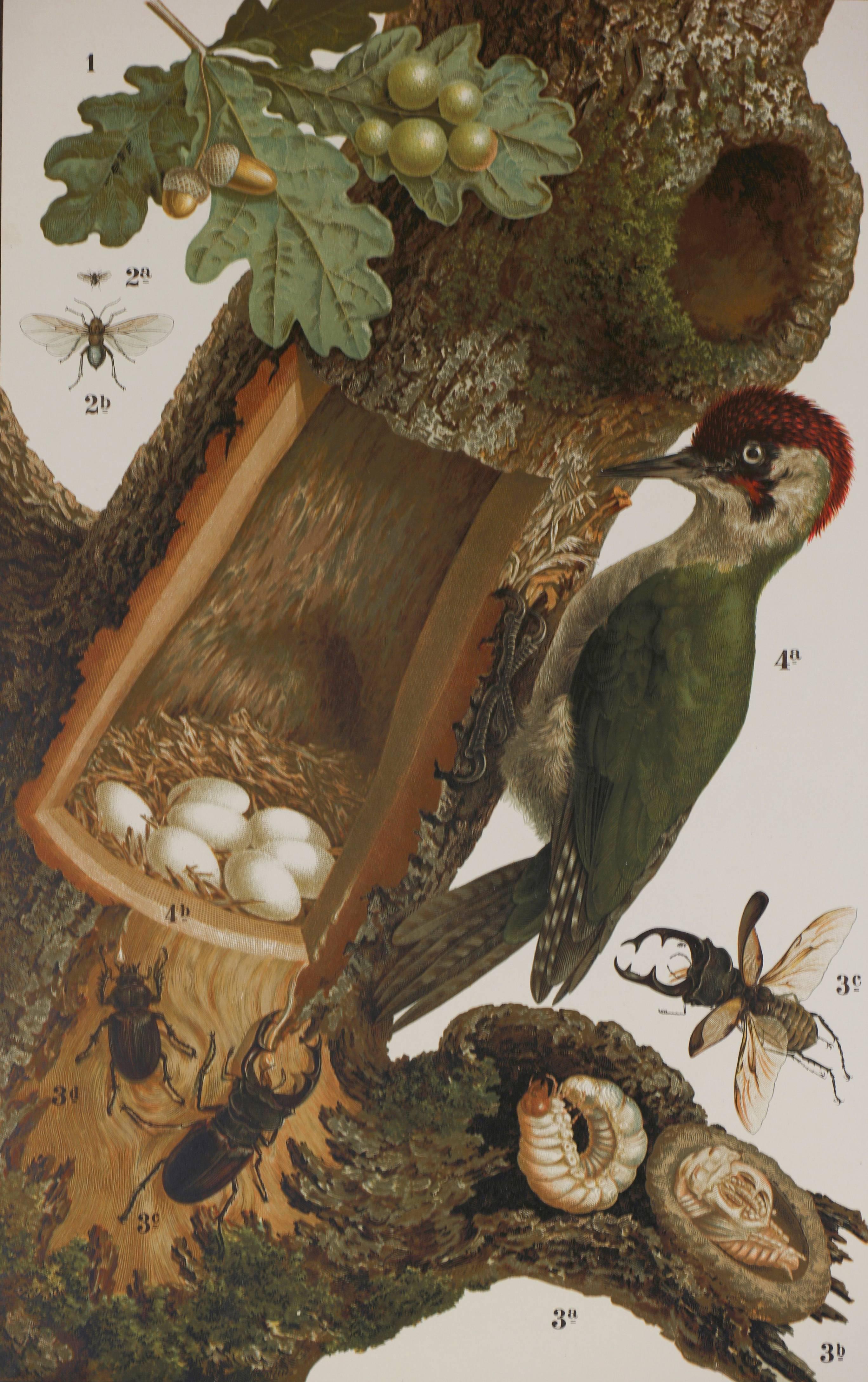 Woodpecker and Clutch of Eggs - Print by Unknown