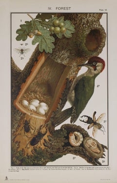 Antique Woodpecker and Clutch of Eggs