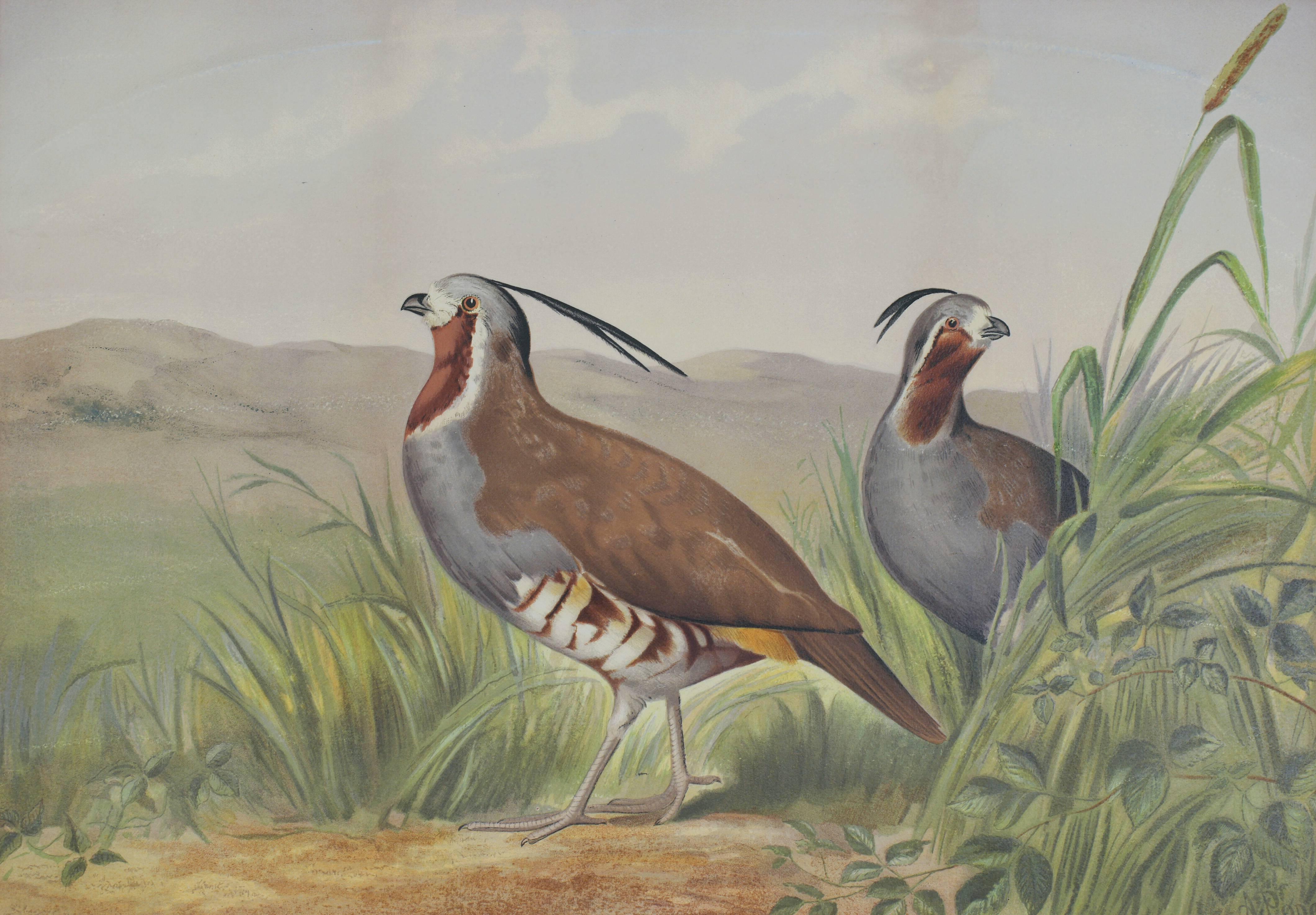 Alexander Pope Animal Print - The Mountain Quail