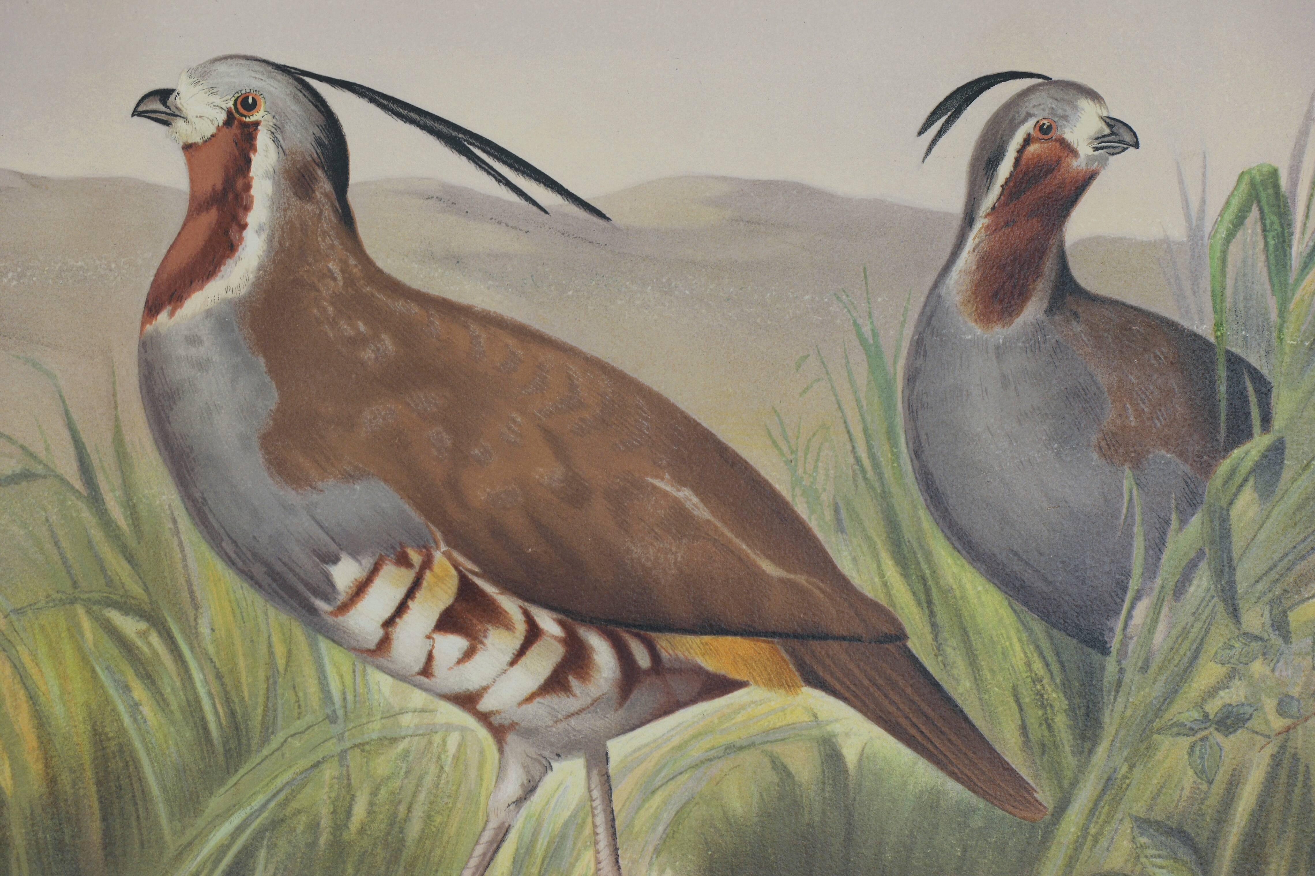 The Mountain Quail - Print by Alexander Pope