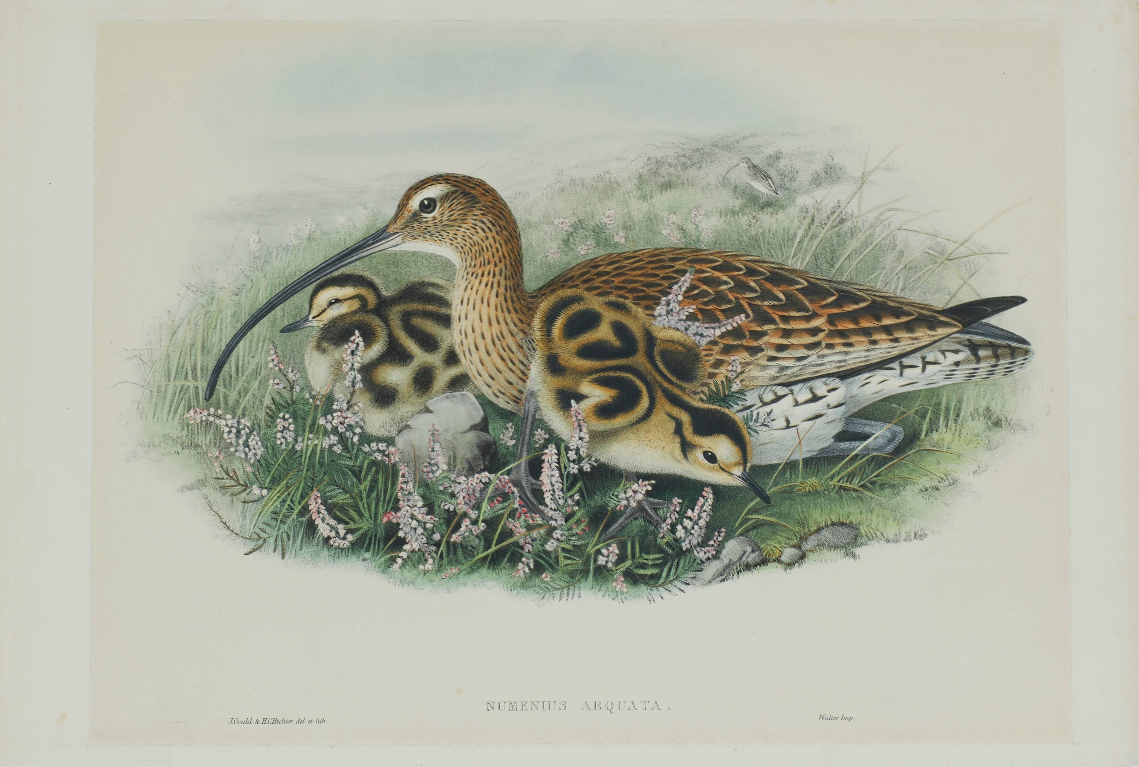 John Gould Animal Print - Eurasian Curlew (Numenius Arquata)